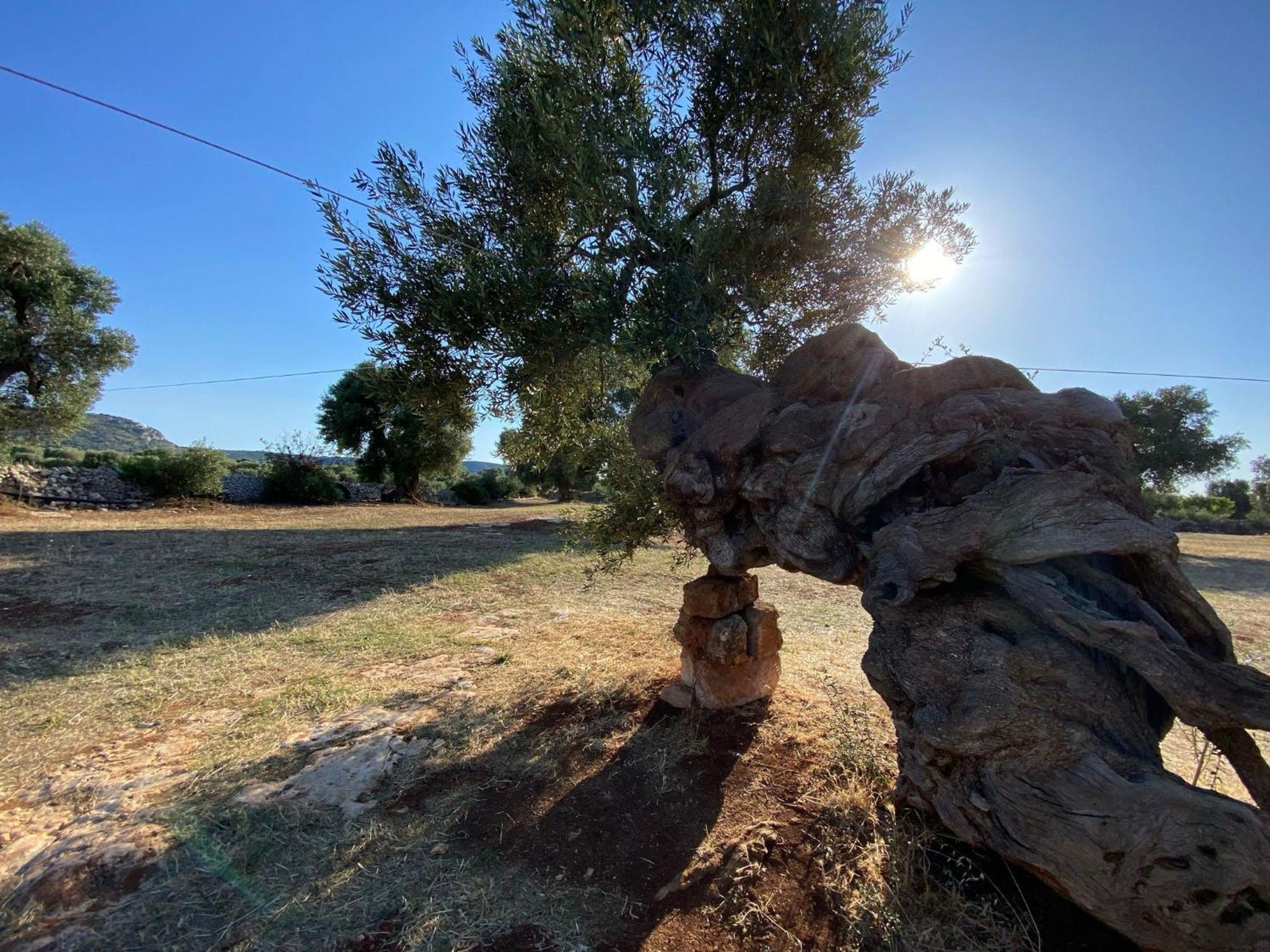 Bed and Breakfast Racconti Di Pietra Conversano Exterior foto